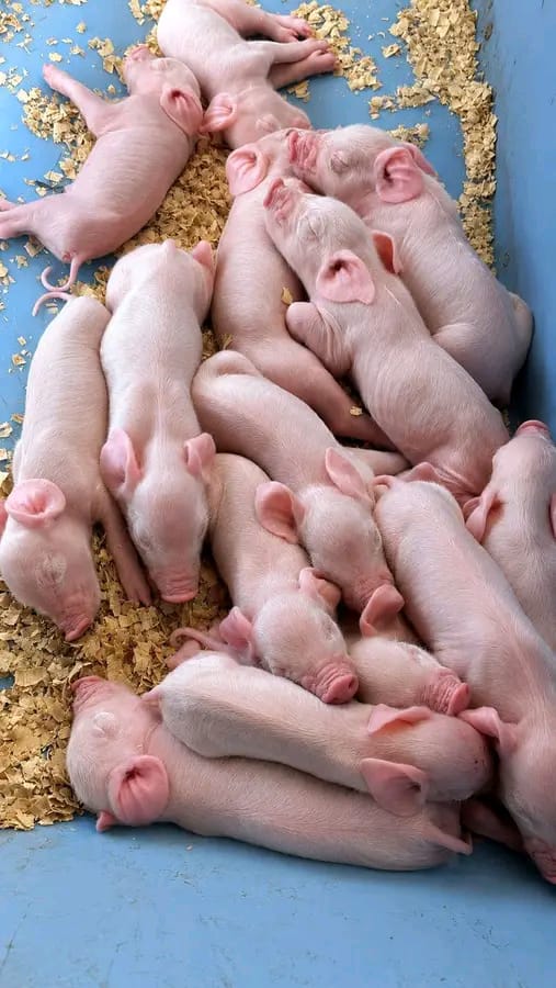 1 Month Pig